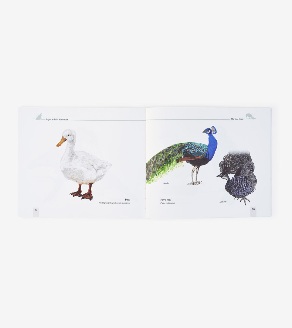 PÁJAROS DE LA ALHAMBRA
